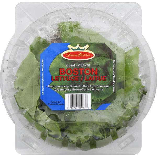 Queen Victoria Boston Lettuce